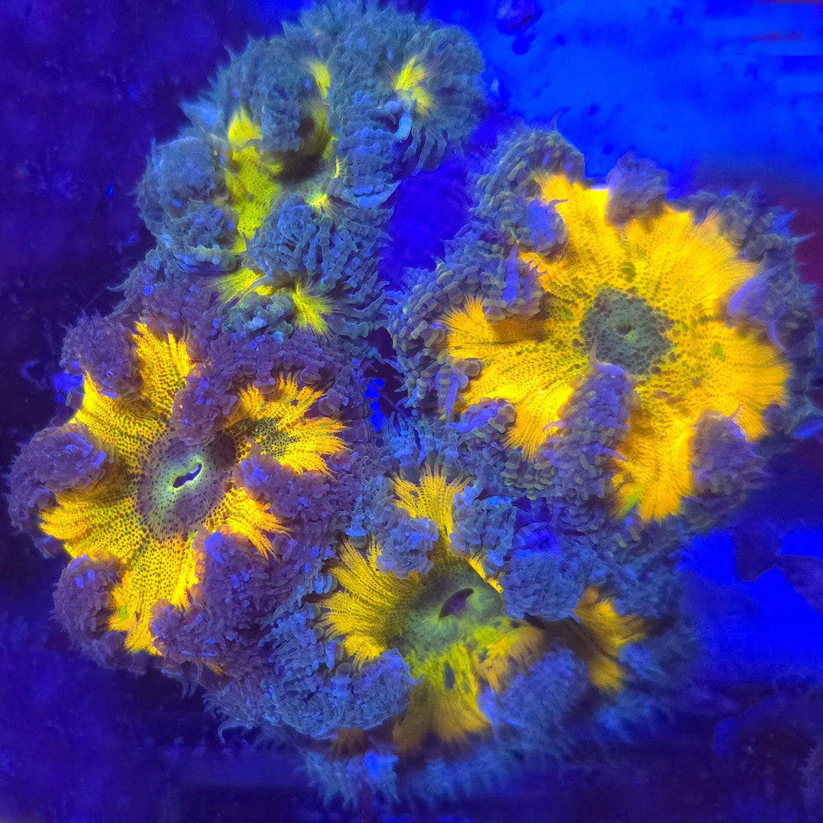 Rock Flower Anemone