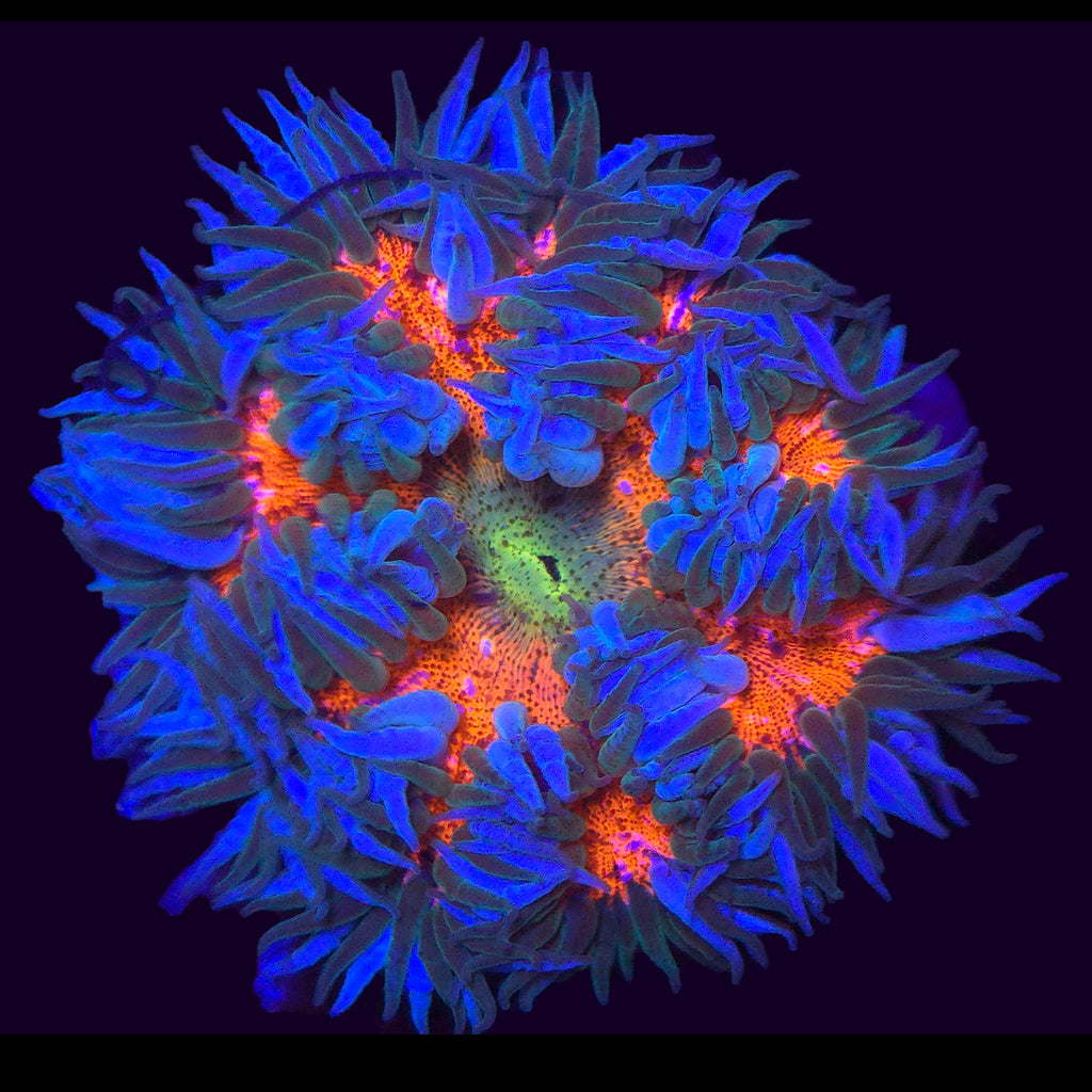 Rock Flower Anemone