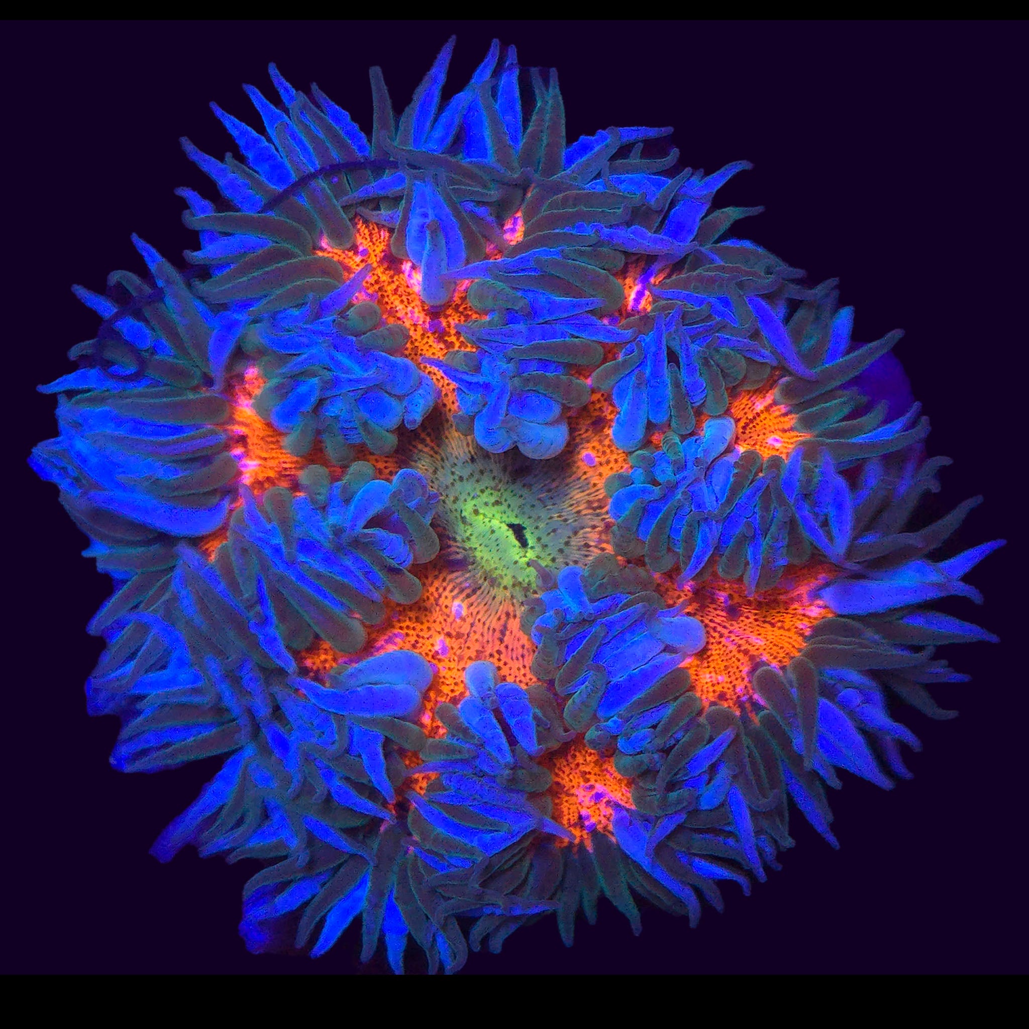 Rock Flower Anemone