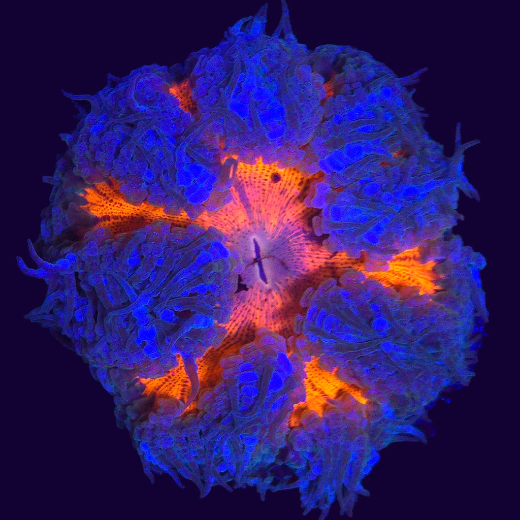 Rock Flower Anemone