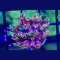 RTA Ironman Goniopora - Aquacultured LPS Coral | AJ's Aquariums