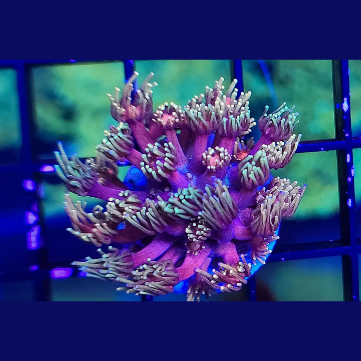 RTA Ironman Goniopora - Aquacultured LPS Coral | AJ's Aquariums