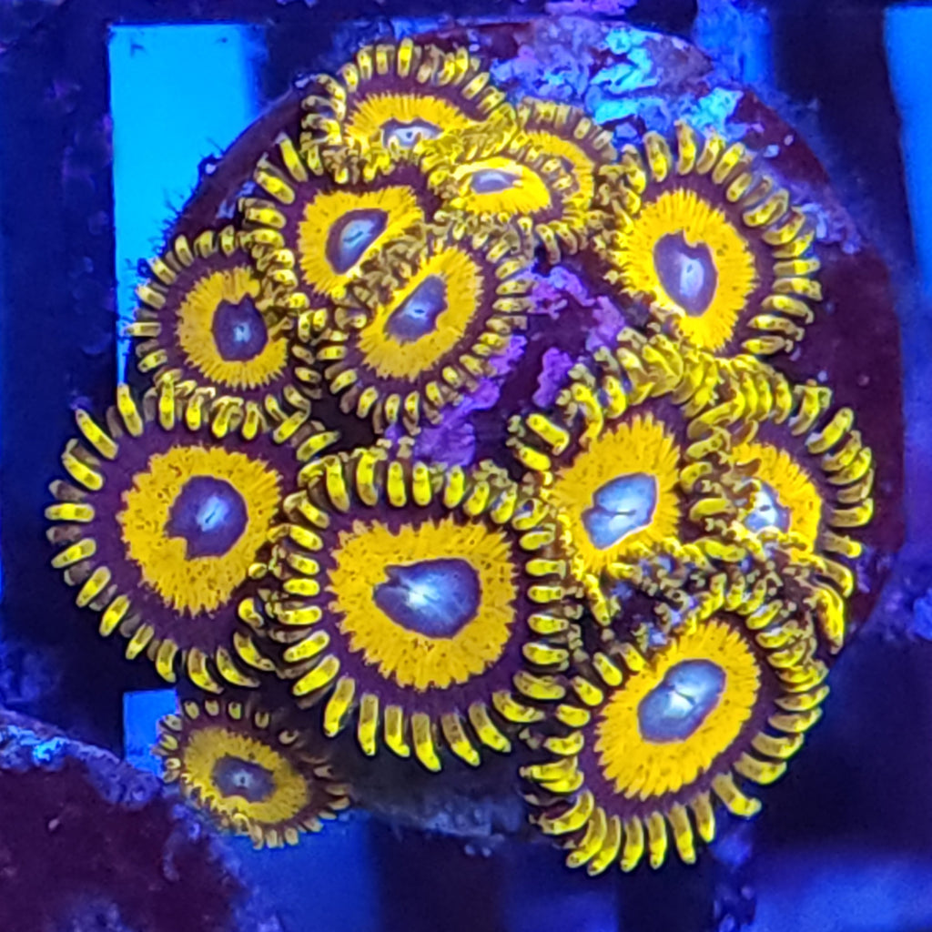 Scrambled Eggs Zoanthids - Aquacultured Softie Coral | AJ's Aquariums