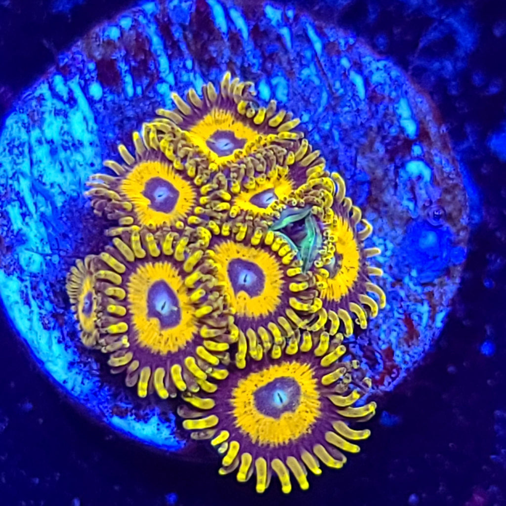 Scrambled Eggs Zoanthids