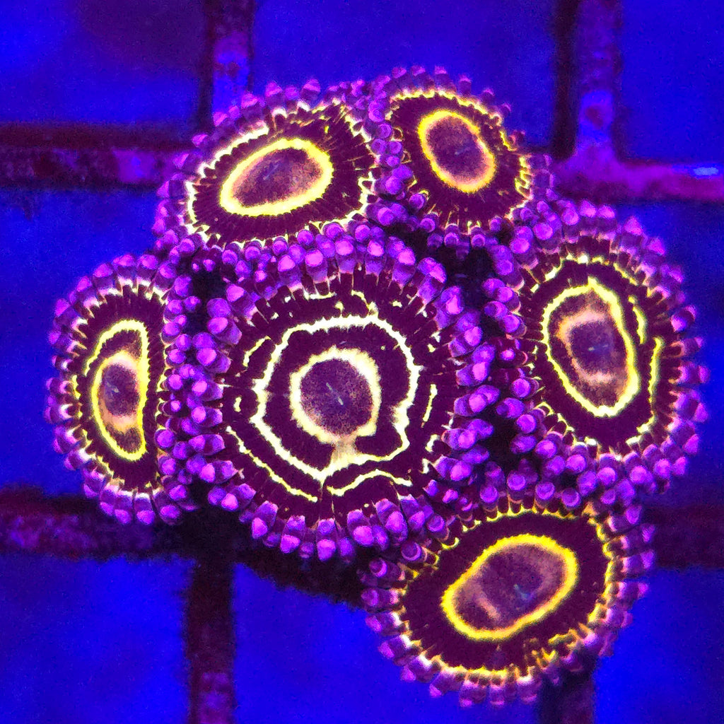 Stratosphere Zoanthids - Aquacultured Softie Coral | AJ's Aquariums