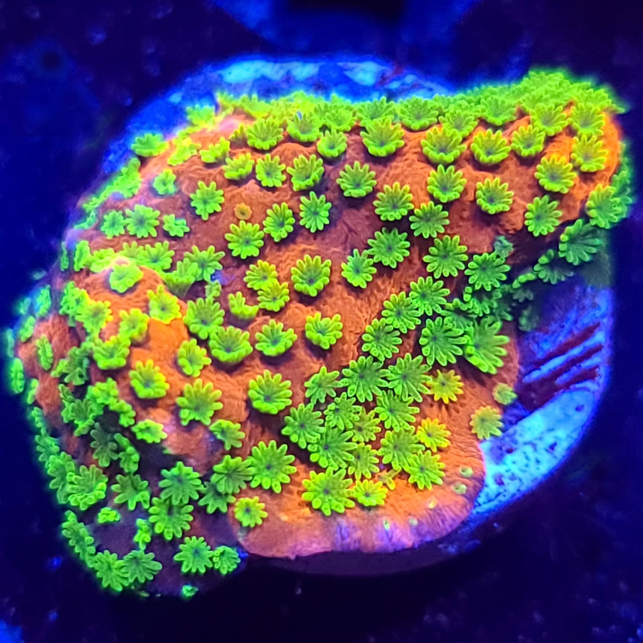 Sunset Montipora - Aquacultured SPS Coral | AJ's Aquariums