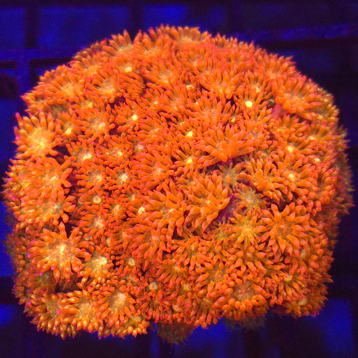 TCK Combustion Goniopora Bernardpora WYSIWYG - Aquacultured LPS Coral | AJ's Aquariums
