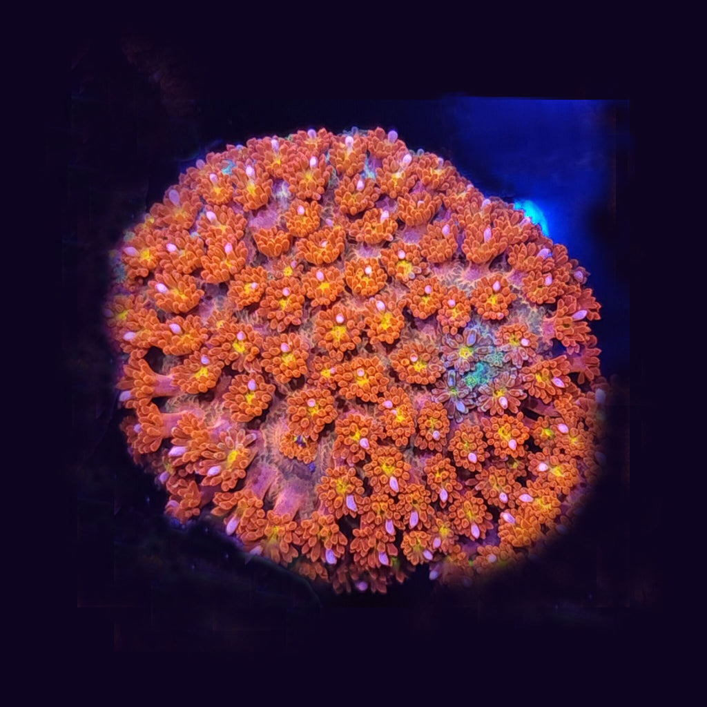 Teal Base Rainbow Goniopora