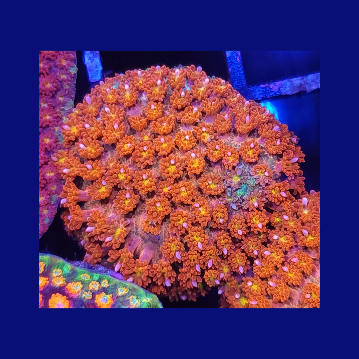 Teal Base Rainbow Goniopora - Aquacultured LPS Coral | AJ's Aquariums