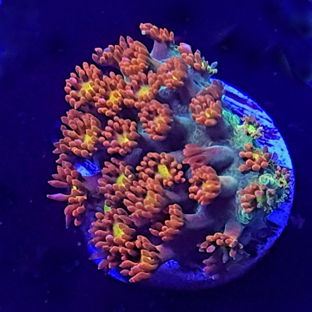 Teal Base Rainbow Goniopora