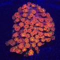 Teal Base Goniopora WYSIWYG - Aquacultured LPS Coral | AJ's Aquariums