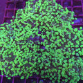 Toxic Green Frogspawn