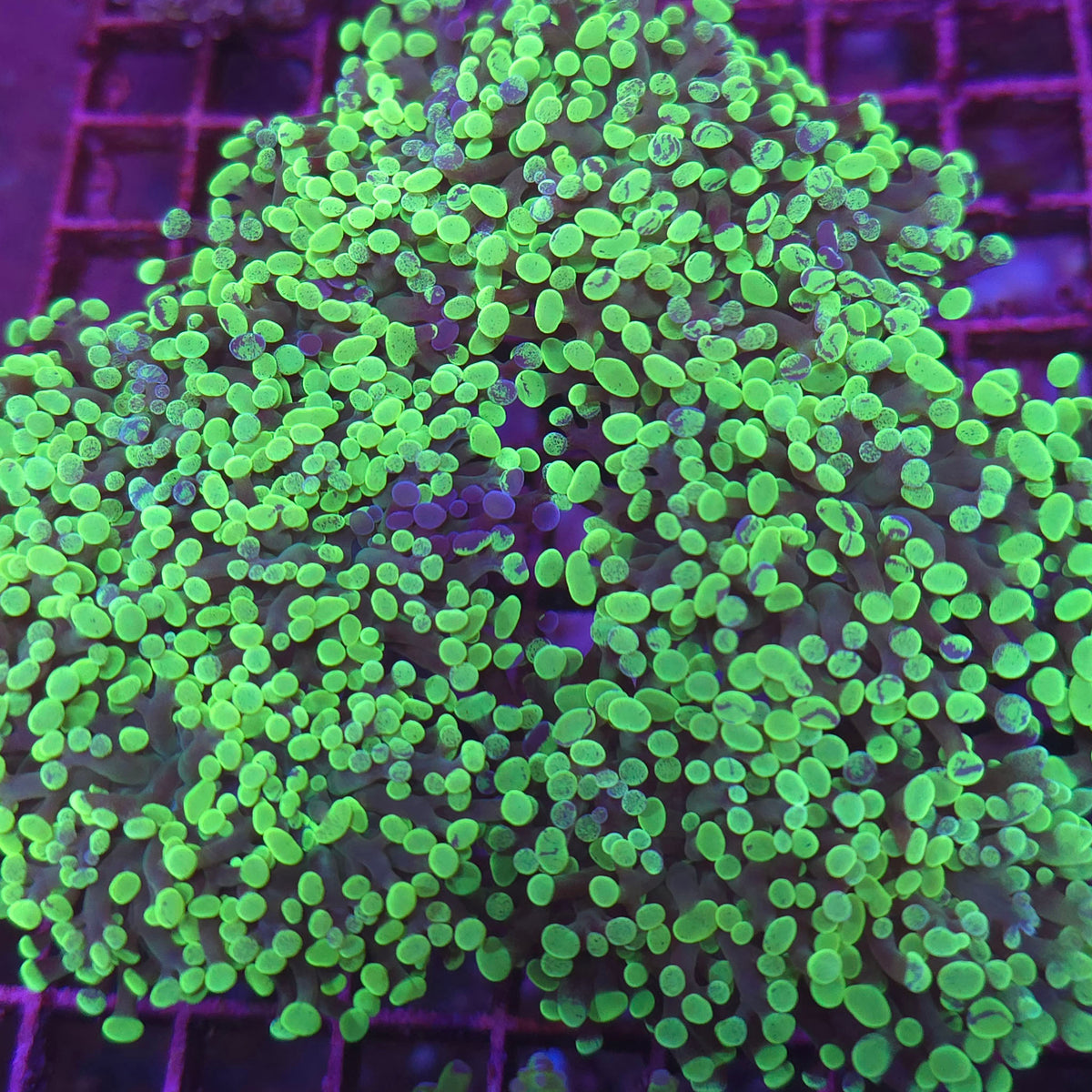 Toxic Green Frogspawn