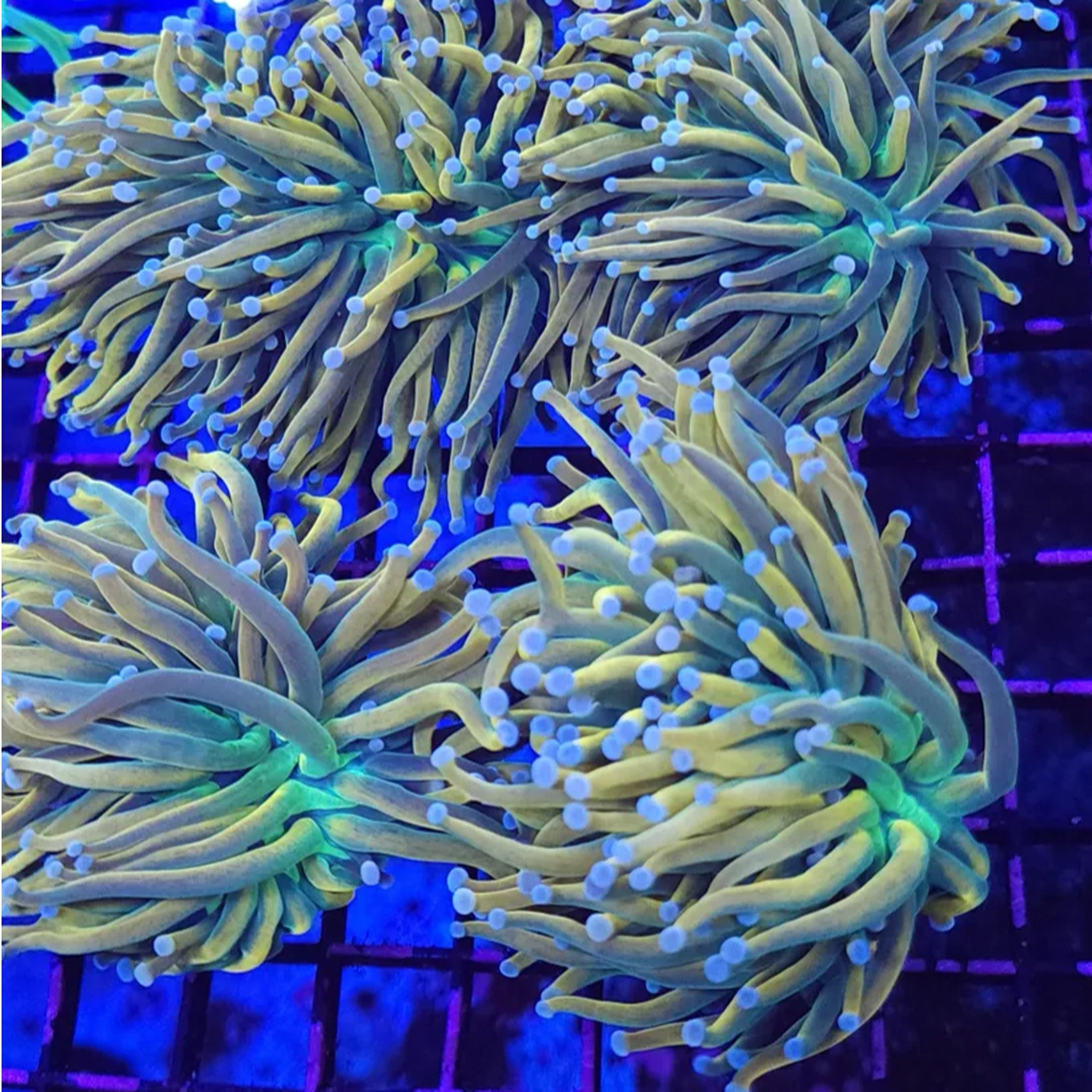 TSA Holy Grail Torch - Aquacultured LPS Coral | AJ's Aquariums