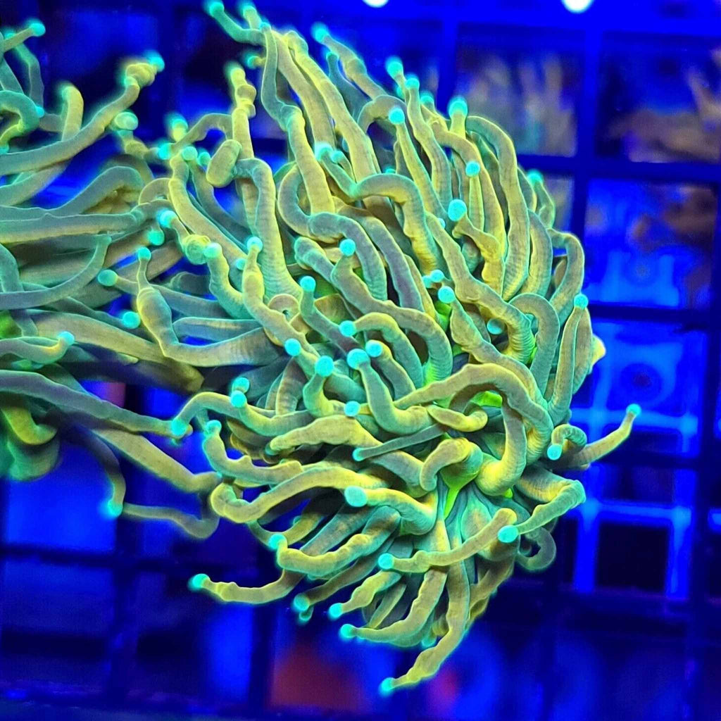 TSA Holy Moly Torch - Aquacultured LPS Coral | AJ's Aquariums