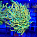 TSA Holy Moly Torch - Aquacultured LPS Coral | AJ's Aquariums