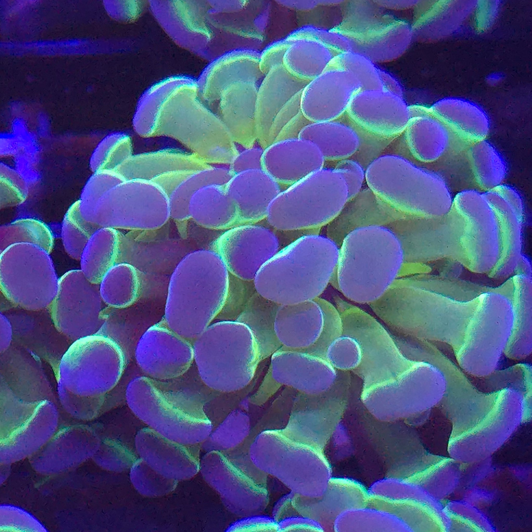 Ultra Hologram Hammer