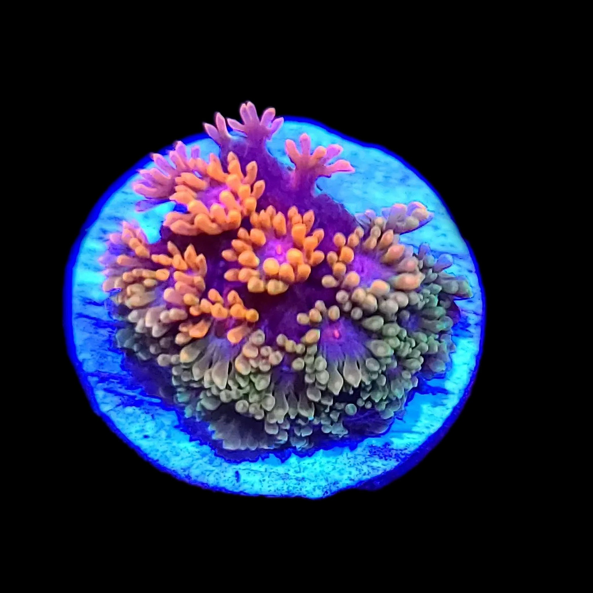 Ultra Rainbow Goniopora