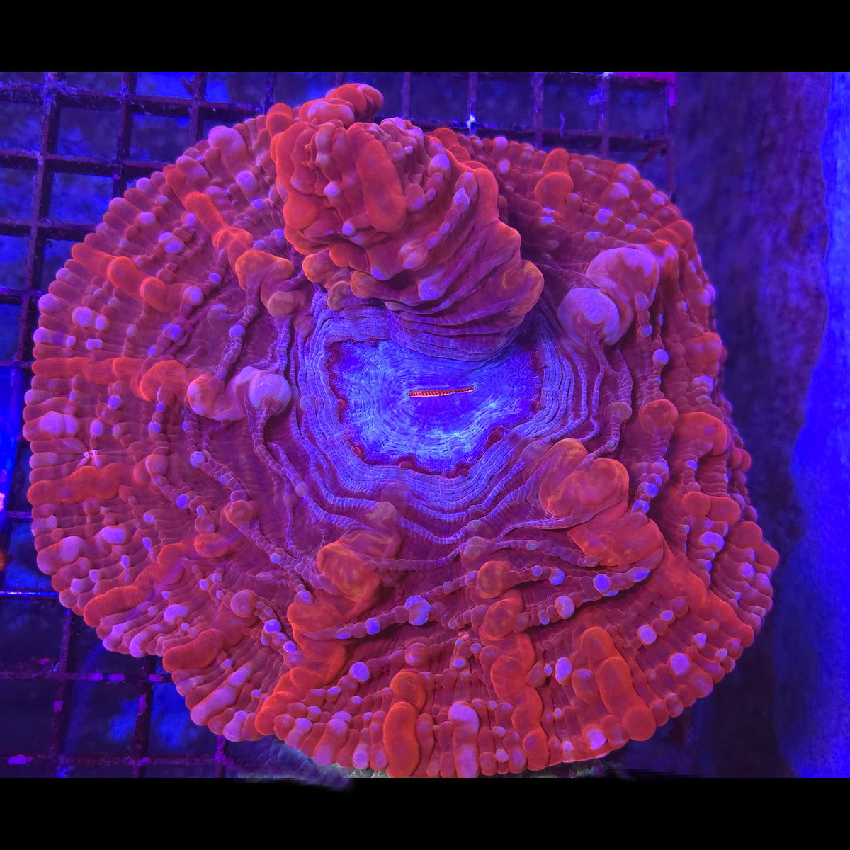 Ultra Red Cynarina- Aquacultured LPS Coral | AJ's Aquariums