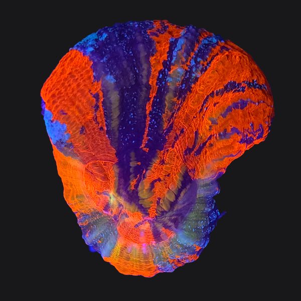 Warpaint Scolymia - Aquacultured LPS Coral | AJ's Aquariums