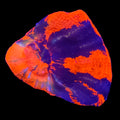 Warpaint Scolymia — Aquacultured LPS Coral | AJ's Aquariums