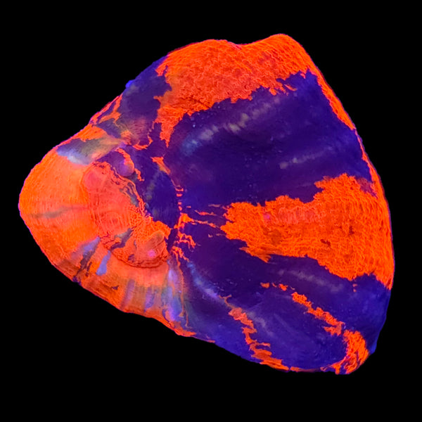 Warpaint Scolymia — Aquacultured LPS Coral | AJ's Aquariums