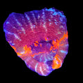 Warpaint Scolymia - Aquacultured LPS Coral | AJ's Aquariums