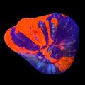 Warpaint Scolymia — Aquacultured LPS Coral | AJ's Aquariums