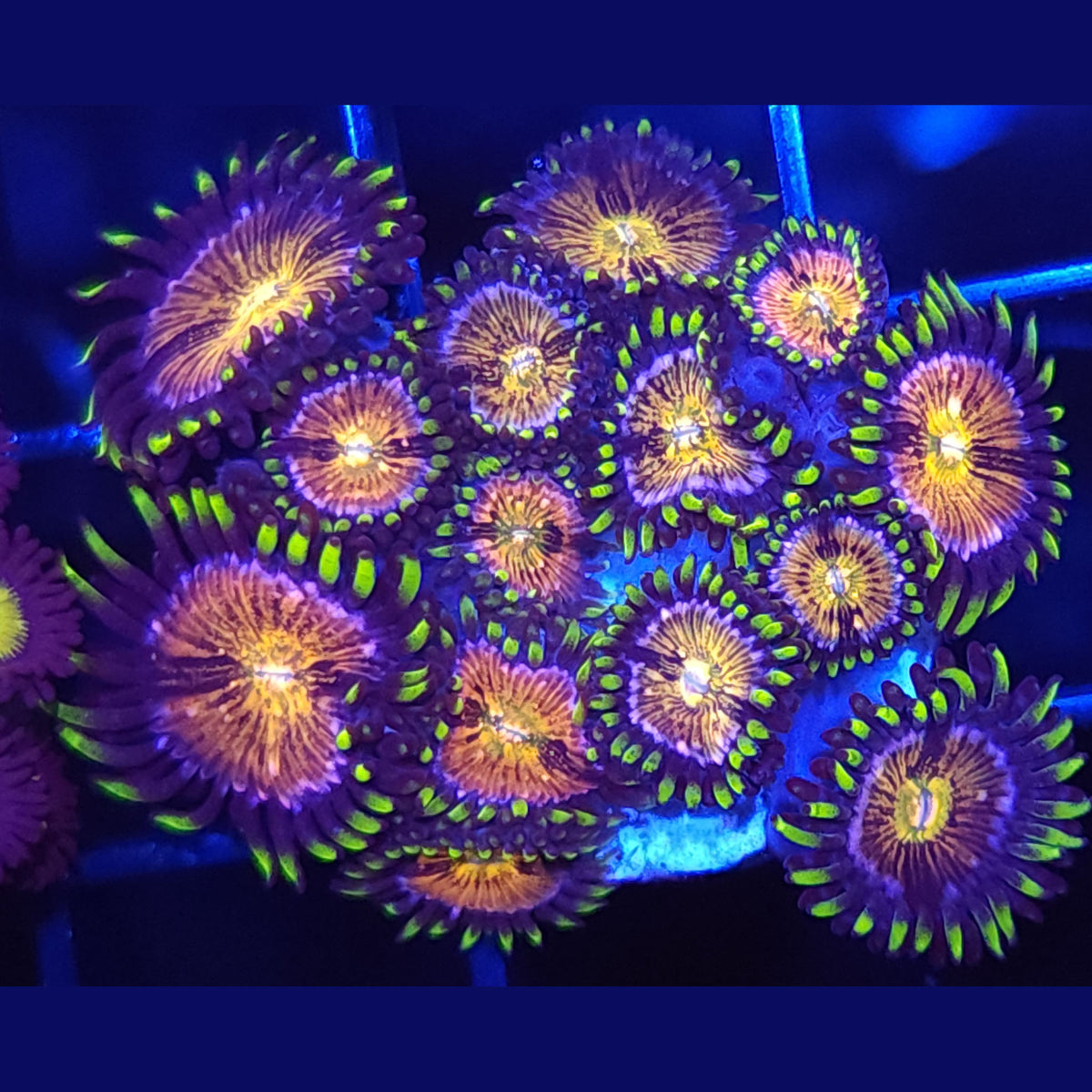 WWC Nirvana Zoanthids - Aquacultured Softie Coral | AJ's Aquariums