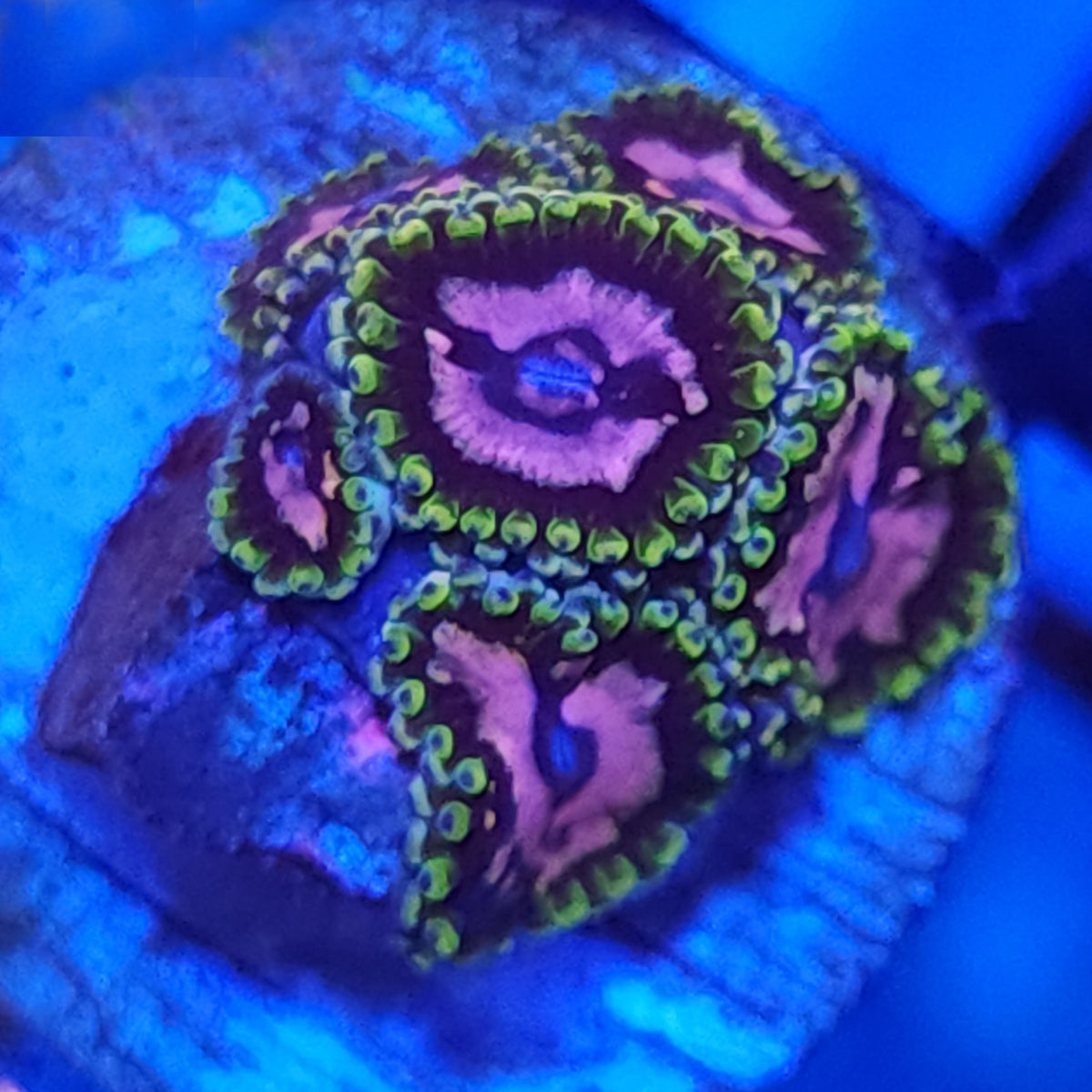WWC Purple Monsters Zoanthids - Aquacultured Softie Coral | AJ's Aquariums