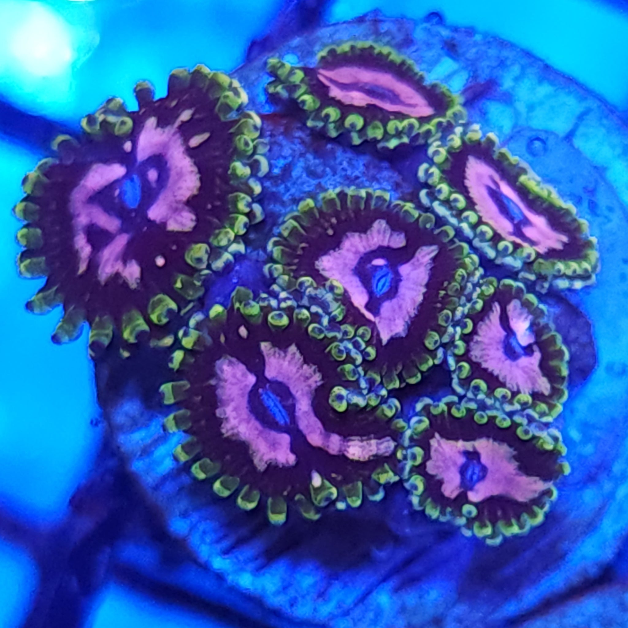 WWC Purple Monsters Zoanthids